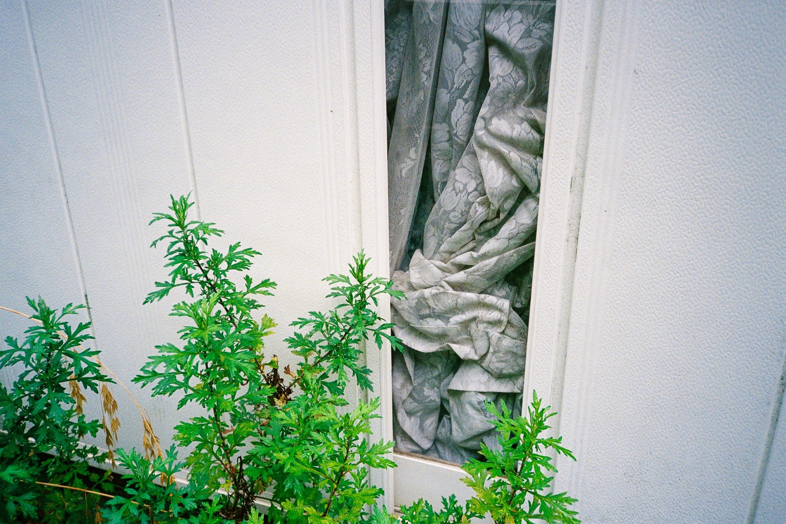 A bunched lace curtain glimpsed through a narrow gap between exterior wall panels, weeds in the foreground.