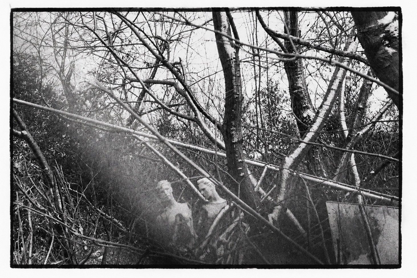 Bare tangled branches partly obscuring two weathered stone busts in overgrown bushes.