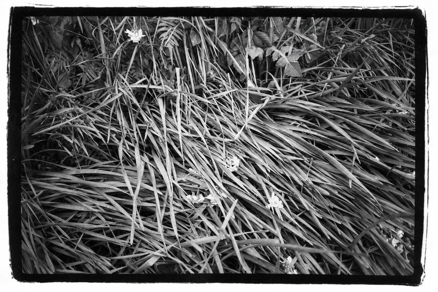 Close-up of wild grass blades and small white flowers overlapping in different directions.
