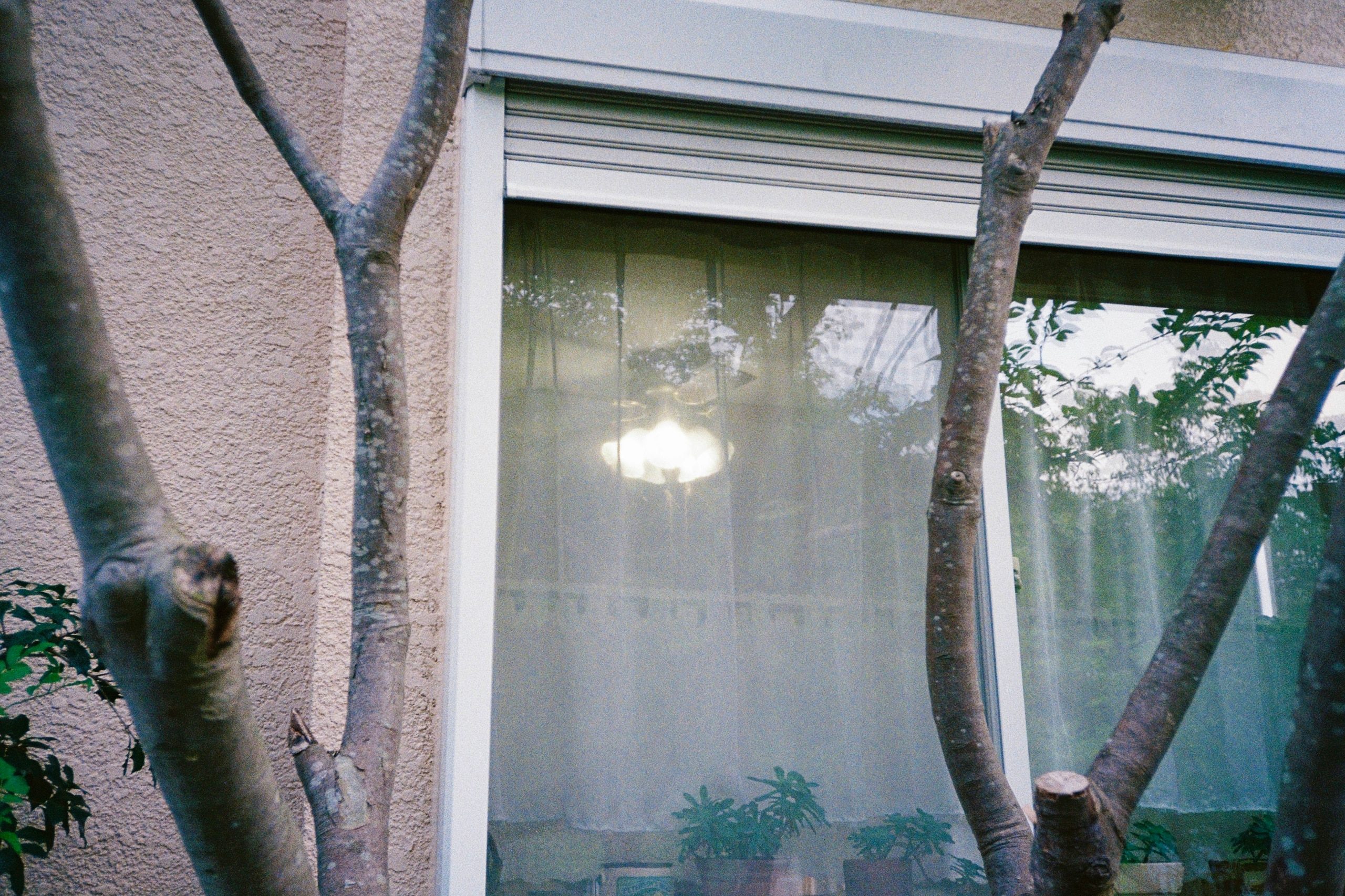 A lit window glows behind bare tree branches on a building's exterior at dusk.