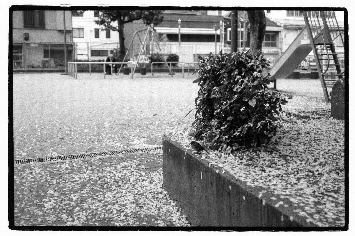 A small bird beside a bush growing from a fallen-petal-covered planter, an empty playground behind.