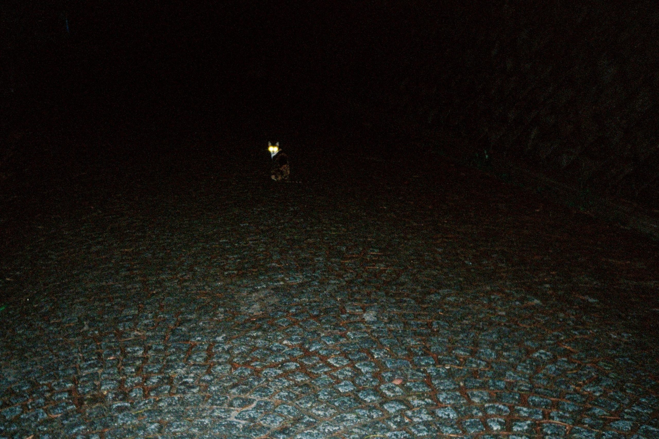 A cat's eyes glow in near-total darkness on a cobblestone path.