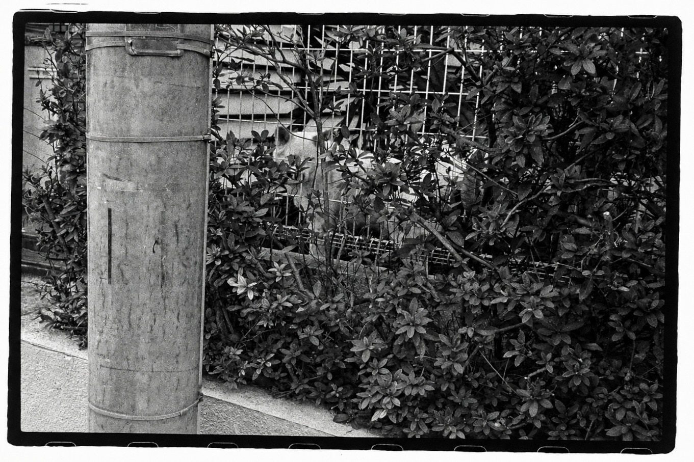 A cat glimpsed through dense bushes and a wire fence beside a wooden utility pole.