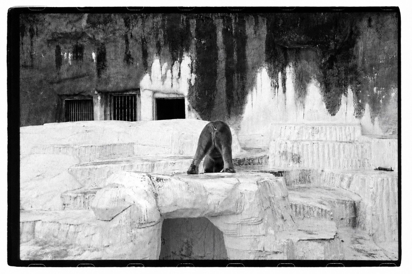 A dark, bear-like animal climbing over pitted white rock formations in a zoo enclosure, water-stained walls and barred openings behind.