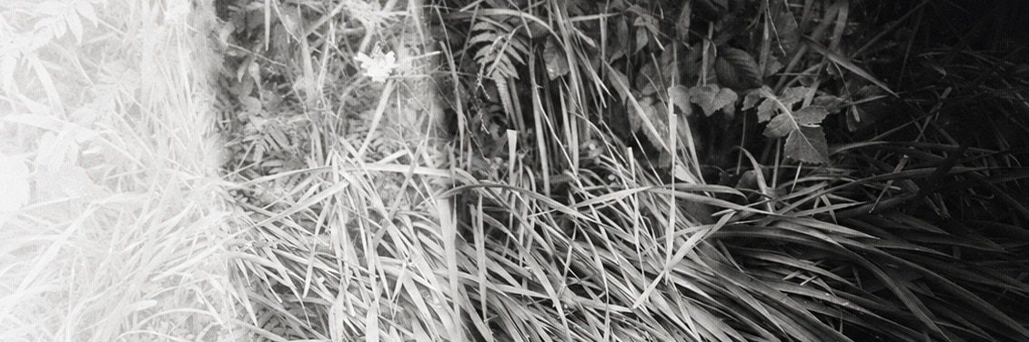 Panoramic close-up of undergrowth, one side overexposed to near white, the other dark.