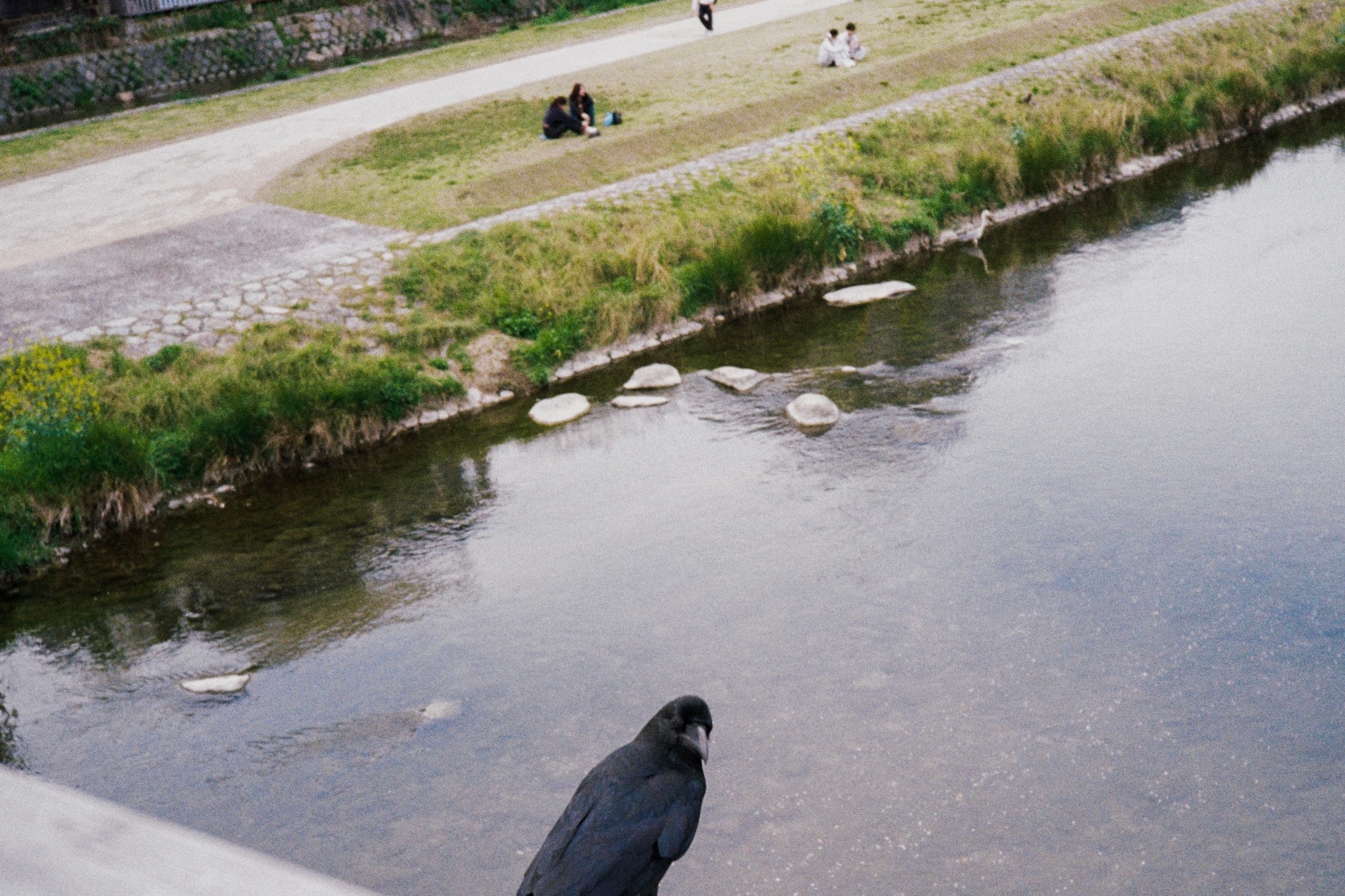 A crow perched close to the camera above a river, distant figures sitting on the grass beyond.