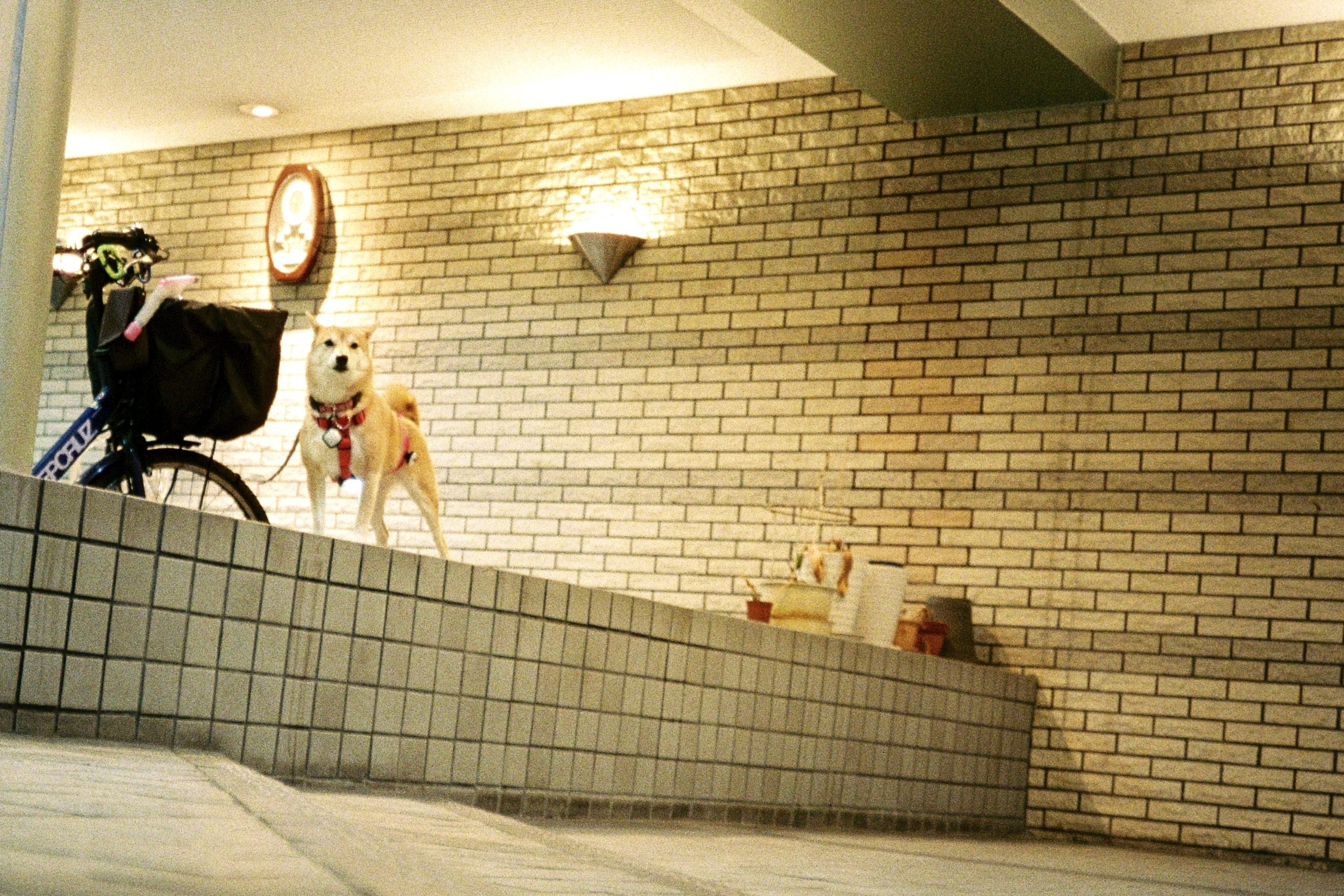 A Shiba Inu stands alert on a tiled ledge in a brick corridor, a bicycle behind it.