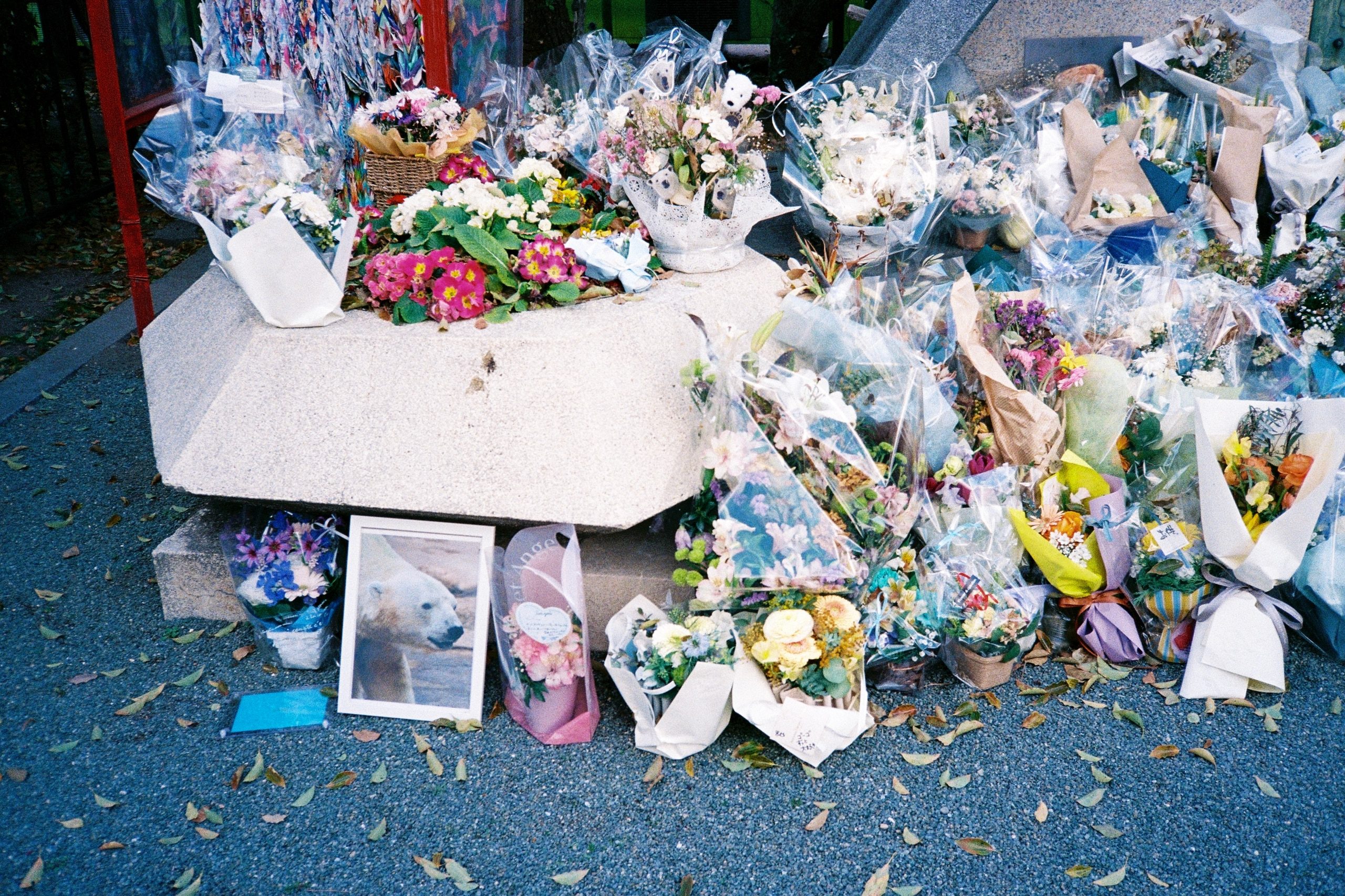 A memorial of flowers surrounds a framed photograph of a polar bear.
