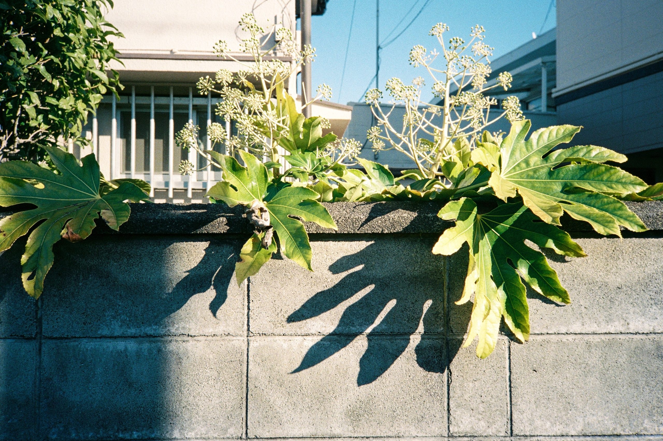 A fatsia plant leans over a concrete block wall, its leaf shadows cast sharply below.