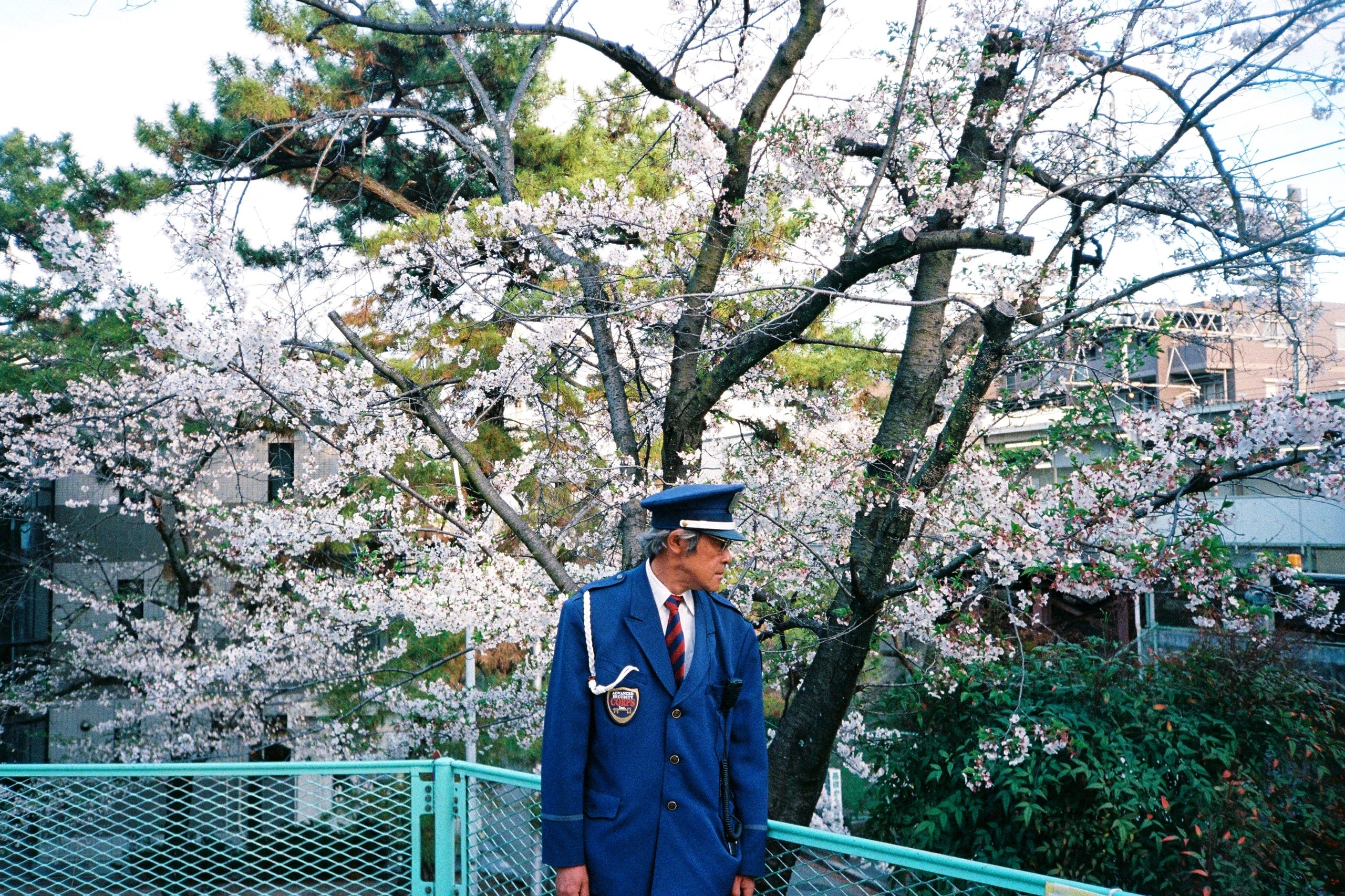 A security guard stands beneath blooming cherry blossoms, looking to the side.
