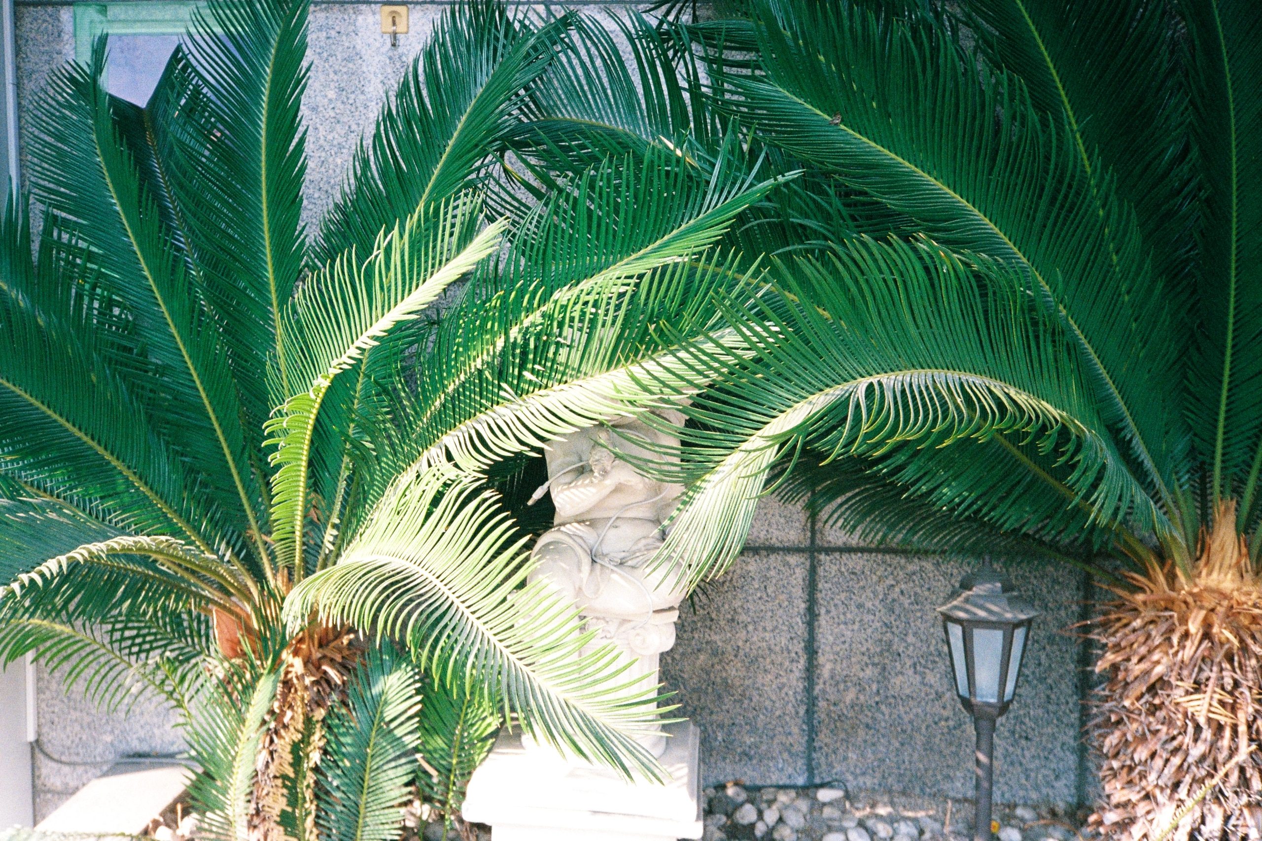 A cherub garden statue partially hidden by the fronds of a large cycad palm.