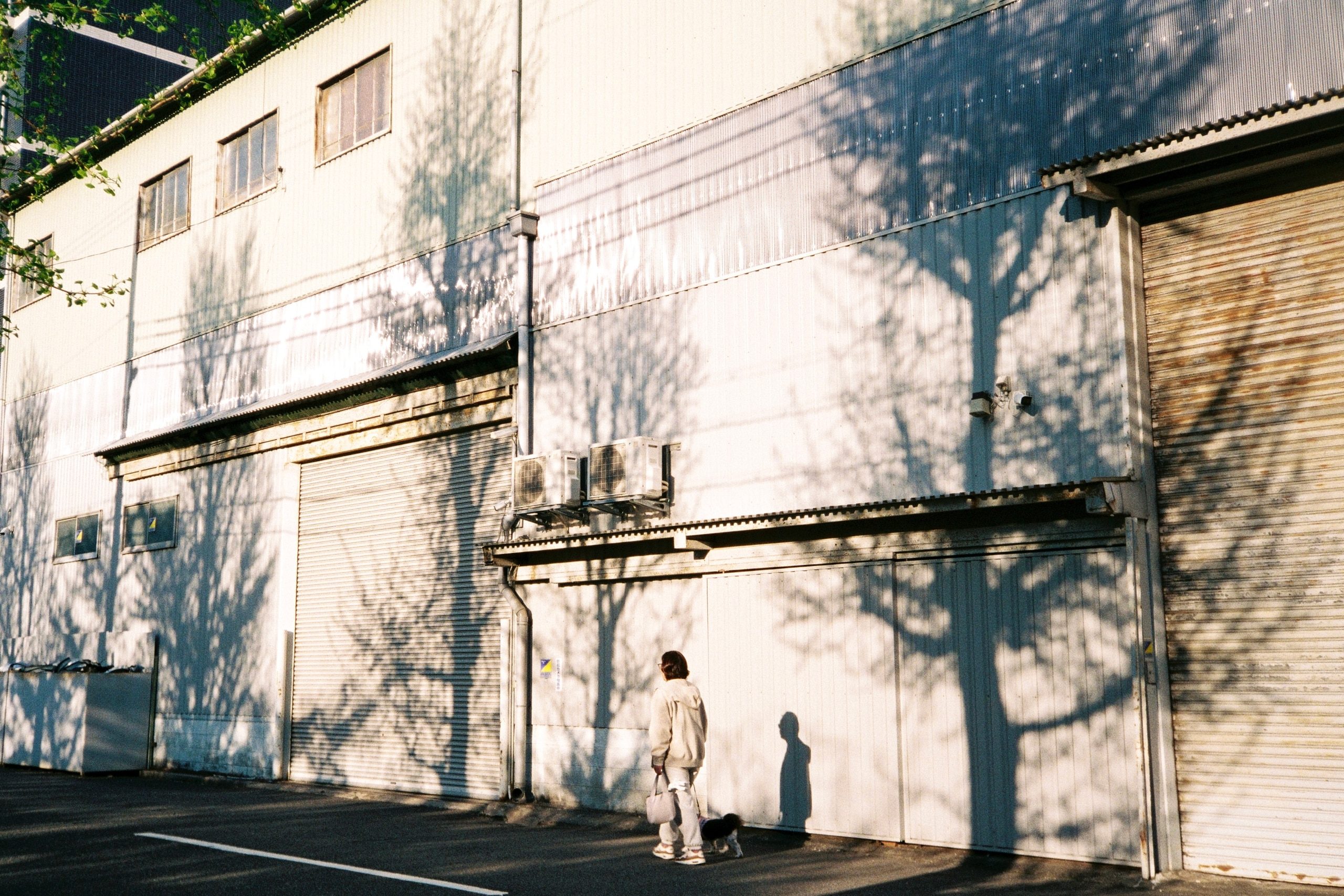 A person walks a small dog past a warehouse wall dappled with tree-shadow patterns.