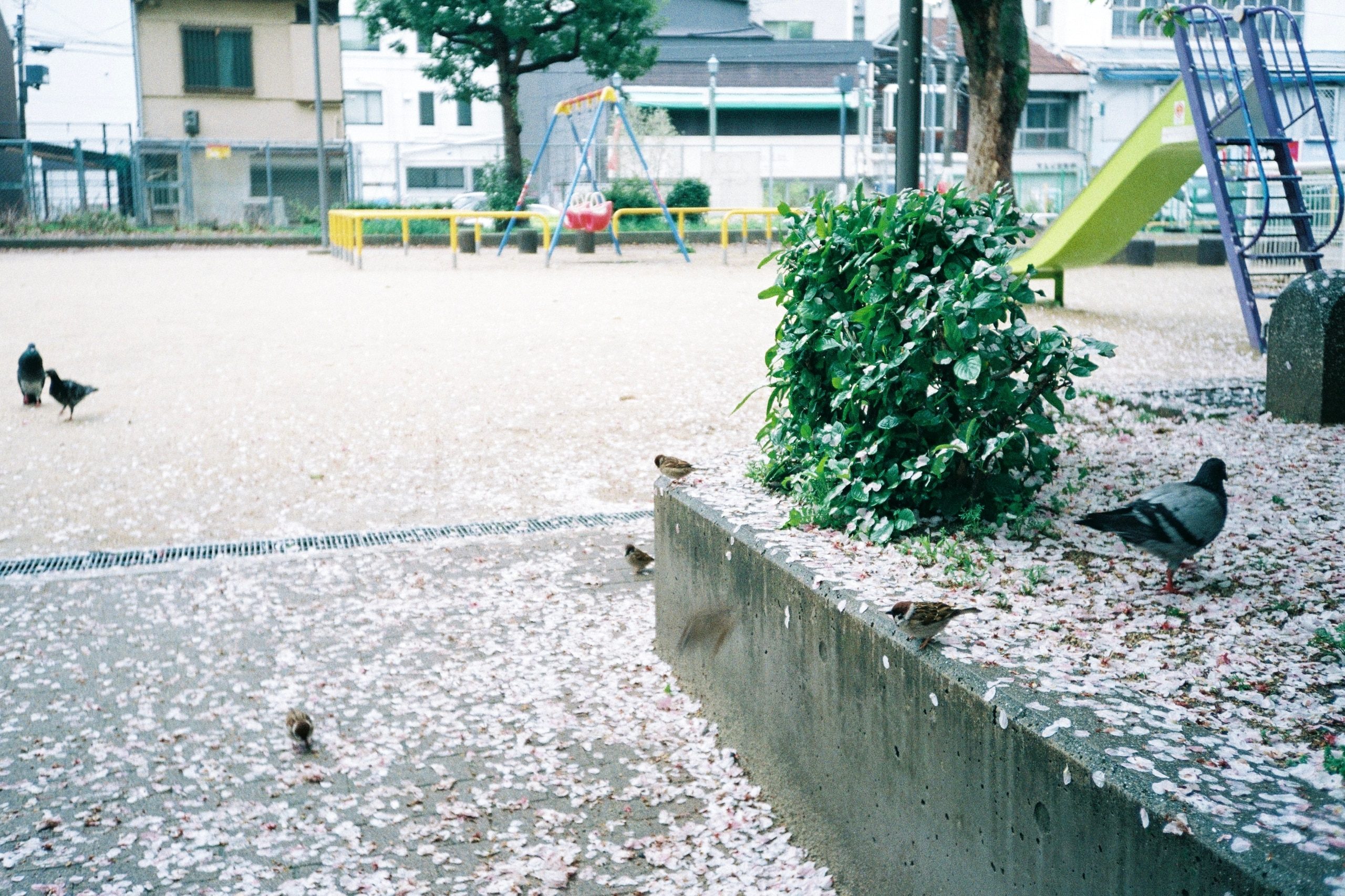 Sparrows and a pigeon gather on a playground ledge blanketed in fallen cherry blossom petals.