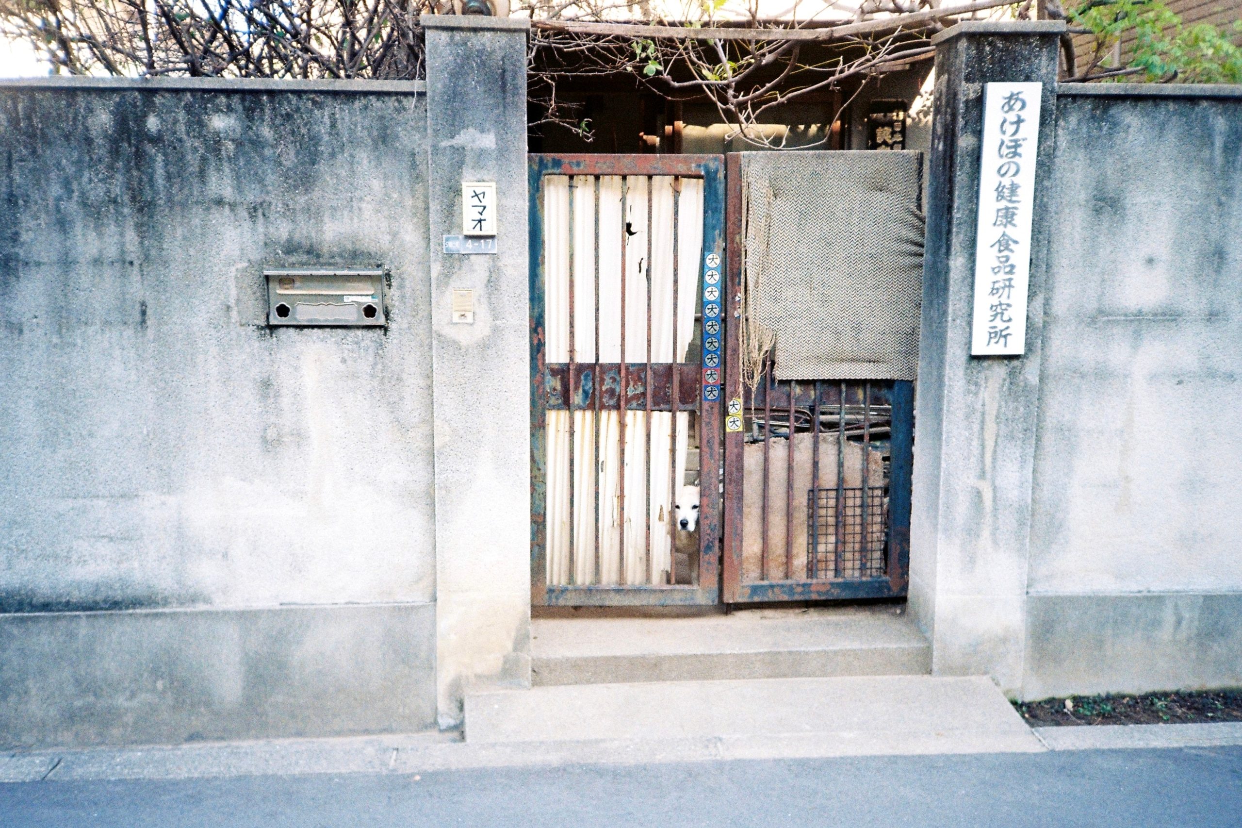 A rusted, peeling iron gate set in a stained concrete wall; a small white dog peers through the bars.